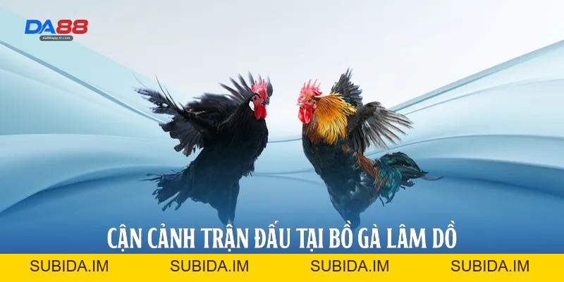 Bồ Gà Lâm Dồ - Đấu Trường Đá Gà Đỉnh Cao Tại Nhà Cái Da88 - subida