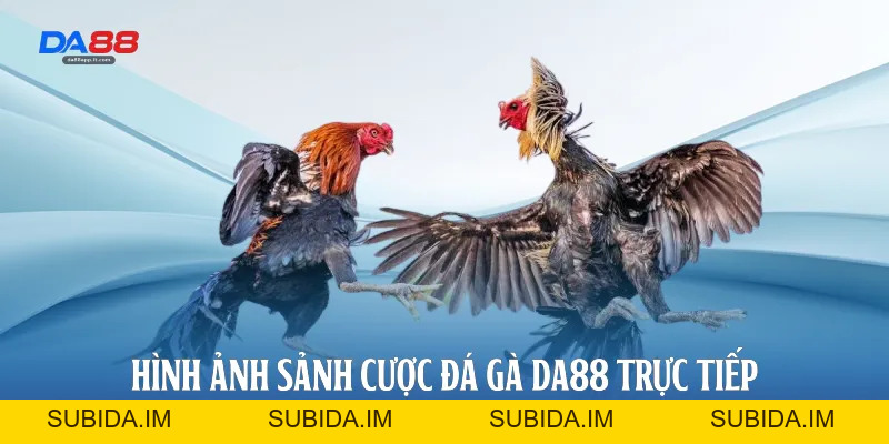 Đá Gà Da88 - Sảnh Cược Trực Tiếp Đỉnh Cao Và Uy Tín - subida